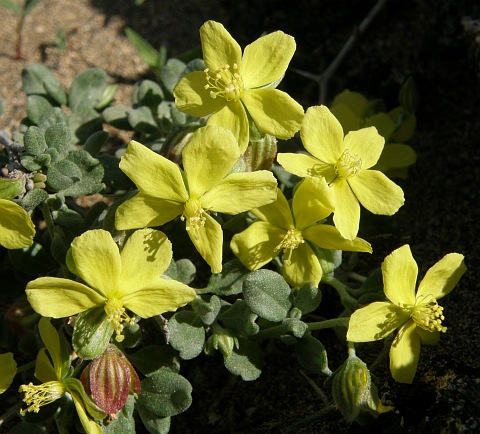 Helianthemum canariense