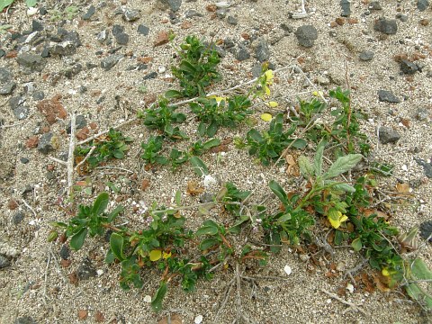 Helianthemum thymiphyllum