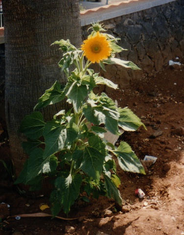 Helianthus annuus