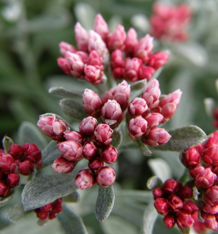 Helichrysum monogynum