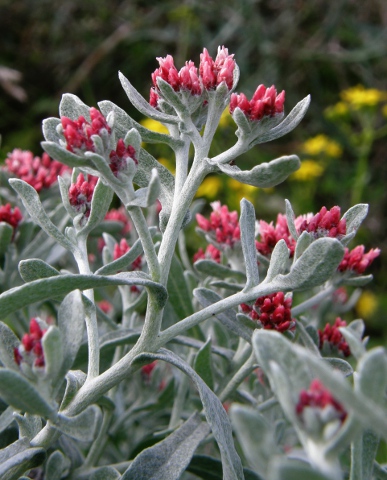 Helichrysum monogynum