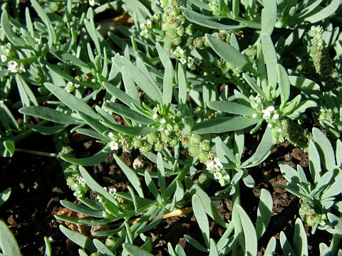 Heliotropium curassavicum