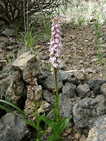 Himantoglossum metlesicsianum