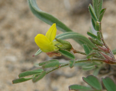 Hippocrepis multisiliquosa