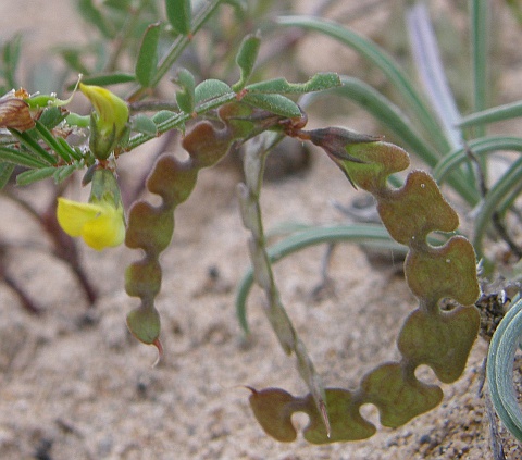 Hippocrepis multisiliquosa