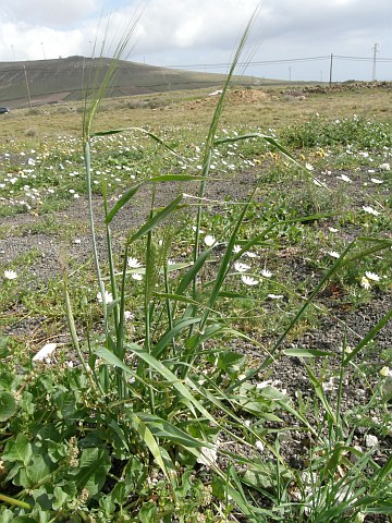 Hordeum vulgare