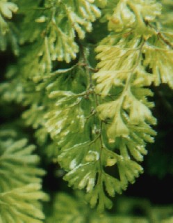 Hymenophyllum tunbrigense