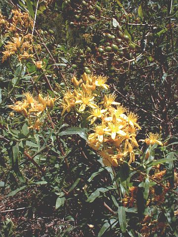 Hypericum canariense