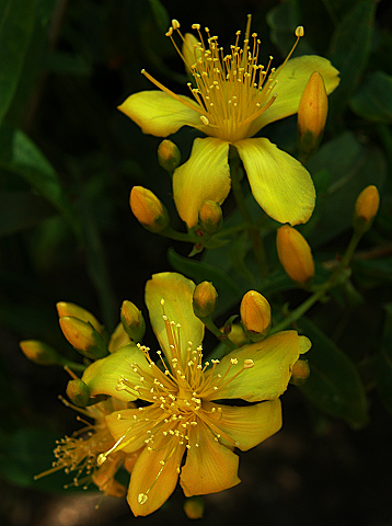 Hypericum
          canariense