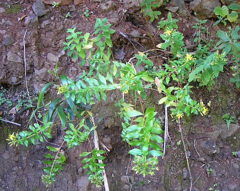 Hypericum
          glandulosum