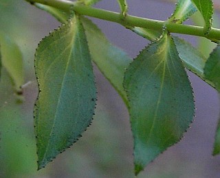Glndulas en las hojas de Hypericum glandulosum