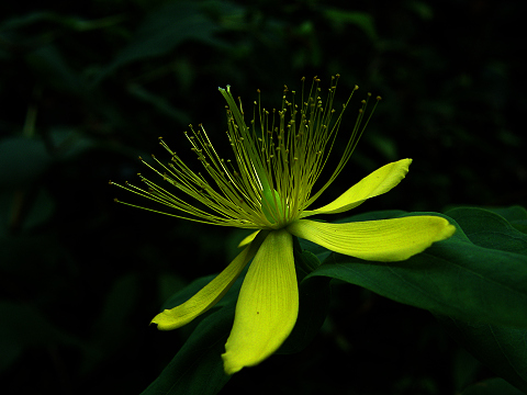 Hypericum
          grandifolium