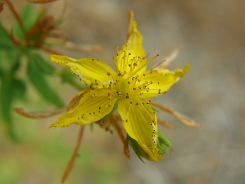 Flor de
            Hypericum perforatum