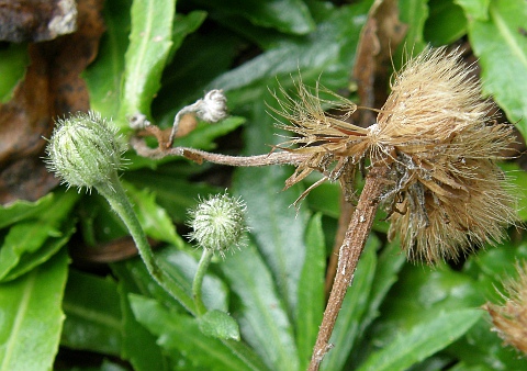 Hypochaeris oligocephala