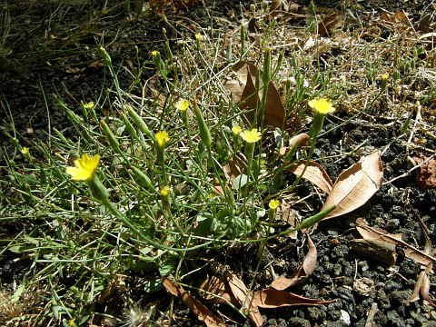 Hypochaeris glabra