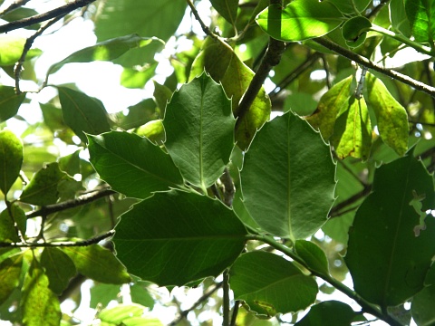 Ilex
          perado ssp. platyphylla