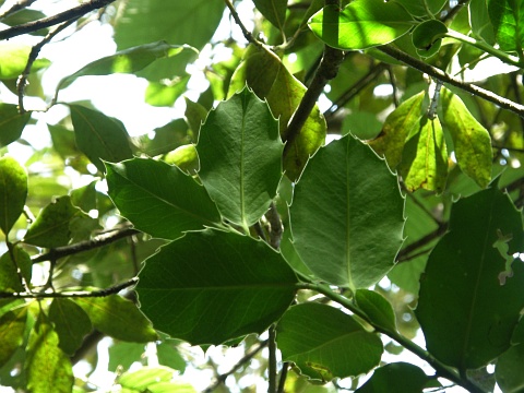 Ilex
          perado ssp. platyphylla