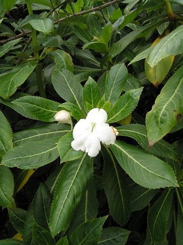 Impatiens oliveri