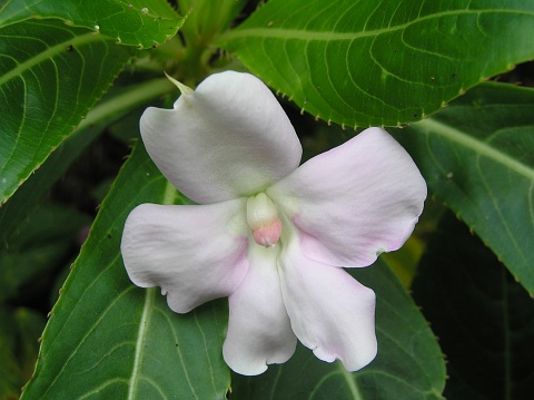 Flor de Impatiens oliveri