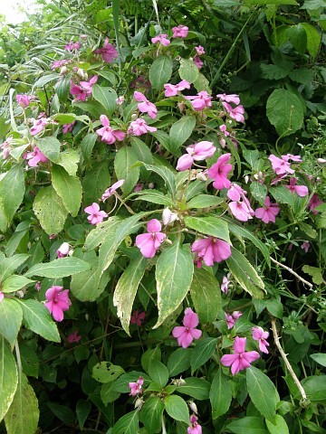 Impatiens walleriana Hook.f. — Herbário