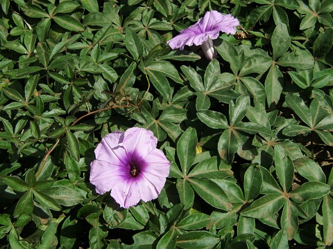 Ipomoea cairica