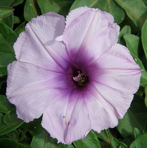 Flor de Ipomoea cairica