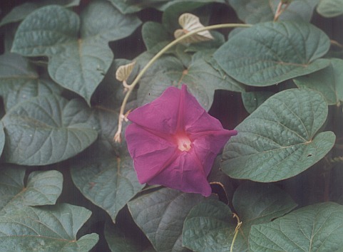 Ipomoea indica