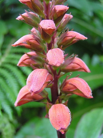 Isoplexis canariensis