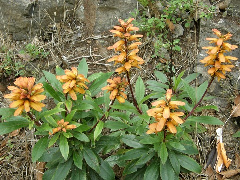 Isoplexis canariensis