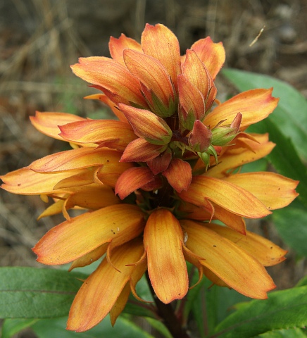 Isoplexis canariensis