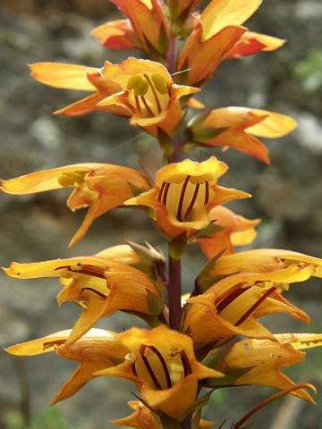 Isoplexis canariensis