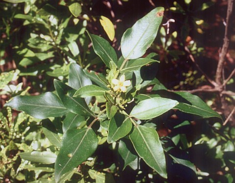 Jasminum odoratissimum