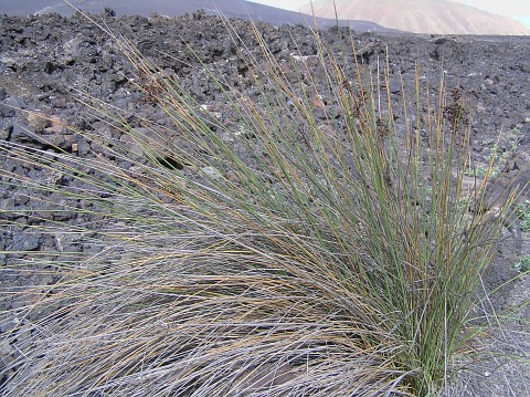 Juncus acutus ssp. leopoldii