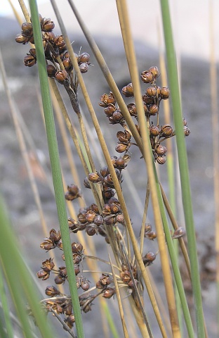 Juncus acutus ssp. leopoldii