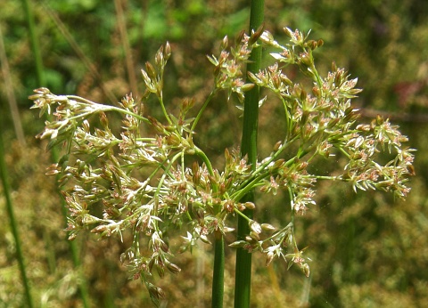 Juncus effusus