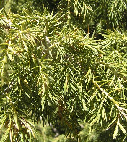 Hojas de Juniperus cedrus
