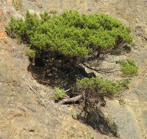 Juniperus canariensis