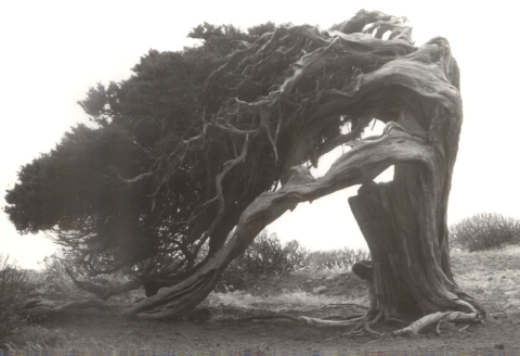 Juniperus turbinata ssp.canariensis