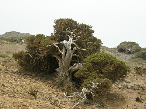Juniperus
          canariensis