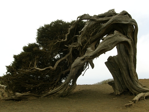 Juniperus canariensis