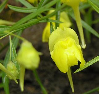 Flor de Kickxia pendula