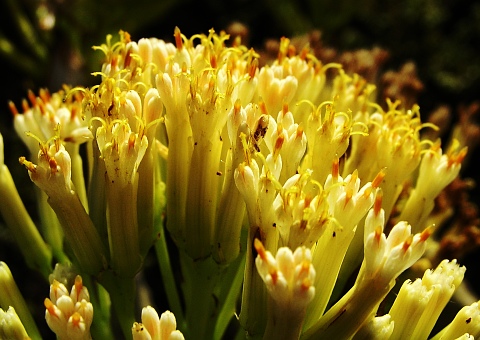 Flores de Kleinia neriifolia