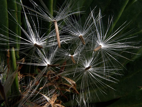 Vilanos y frutos de Kleinia neriifolia