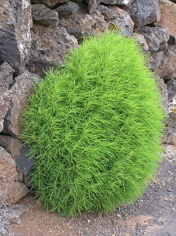 Kochia scoparia