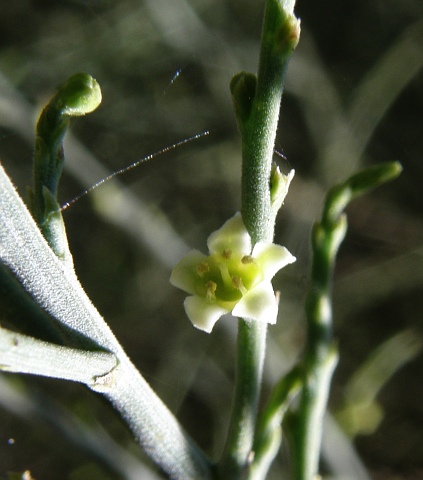 Kunkeliella
            retamoides