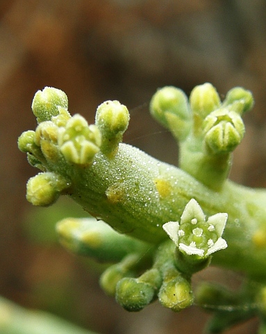 Kunkeliella
              subsucculenta