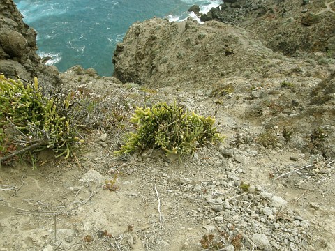 Kunkeliella
              subsucculenta
