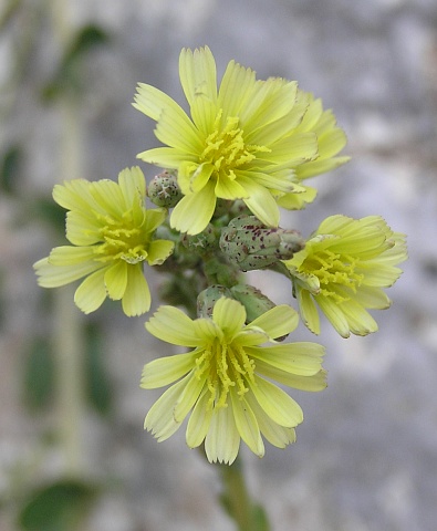 Capítulos de Lactuca serriola