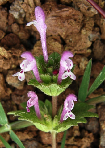 Lamium amplexicaule