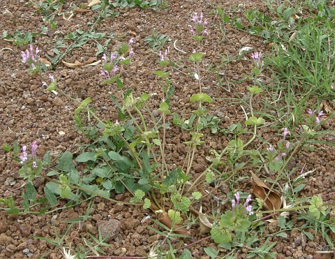 Lamium amplexicaule